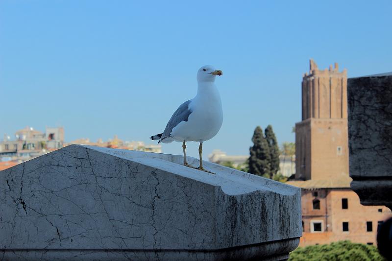 italy0158.JPG - Atop Victor Emmanuel II Monument