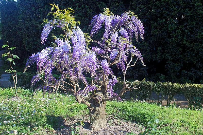 italy0189.JPG - In the Roman Forum Park 