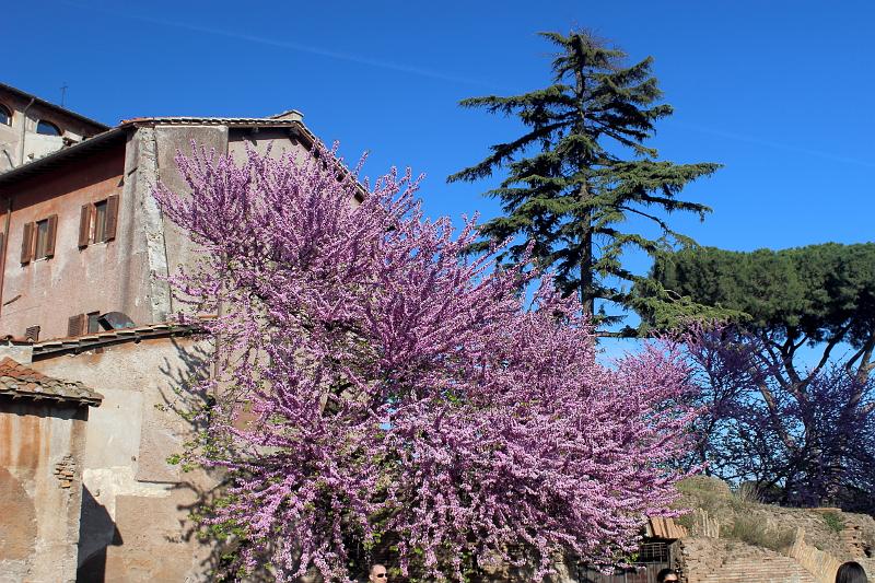 italy0193.JPG - In the Roman Forum Park 