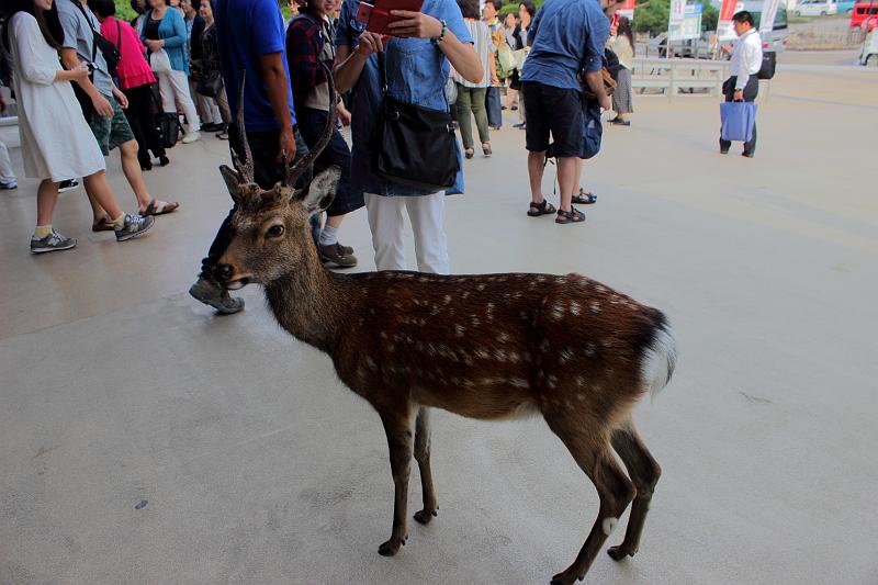japan0286.JPG - White tail deers on the Miyajima Island