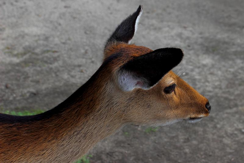 japan0289.JPG - White tail deers on the Miyajima Island