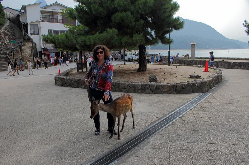 japan0290.JPG - White tail deers on the Miyajima Island