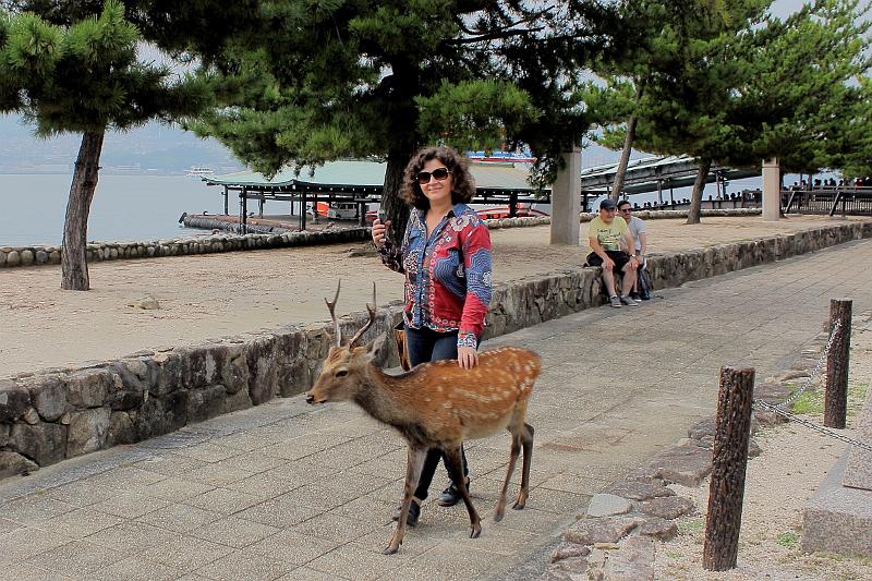 japan0291.JPG - White tail deers on the Miyajima Island