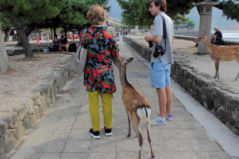 japan0292.JPG - White tail deers on the Miyajima Island