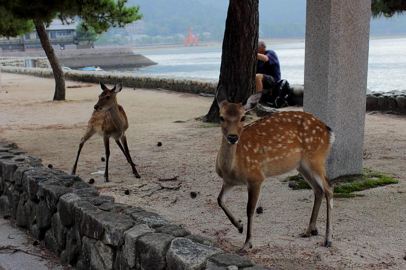 japan0293.JPG - White tail deers on the Miyajima Island