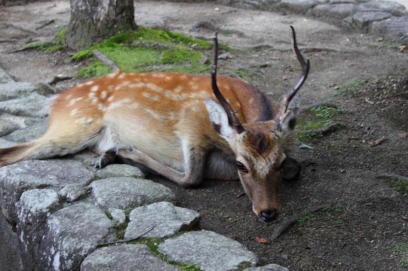 japan0294.JPG - White tail deers on the Miyajima Island