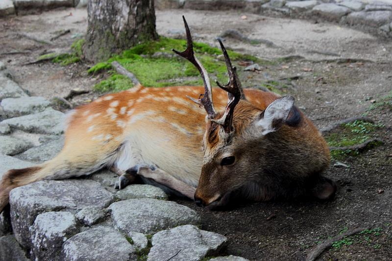 japan0295.JPG - White tail deers on the Miyajima Island