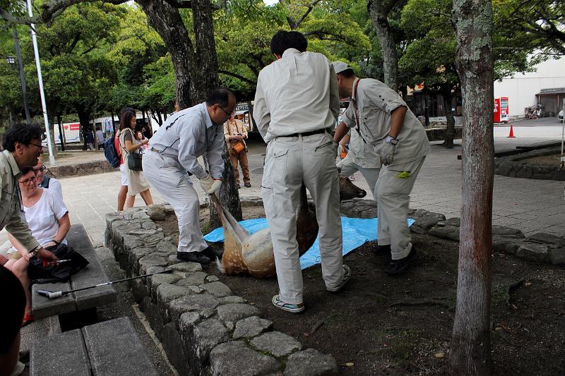 japan0297.JPG - White tail deers on the Miyajima Island