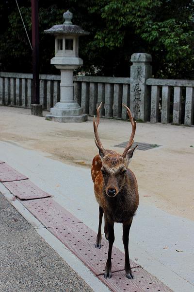 japan0302.JPG - White tail deers on the Miyajima Island