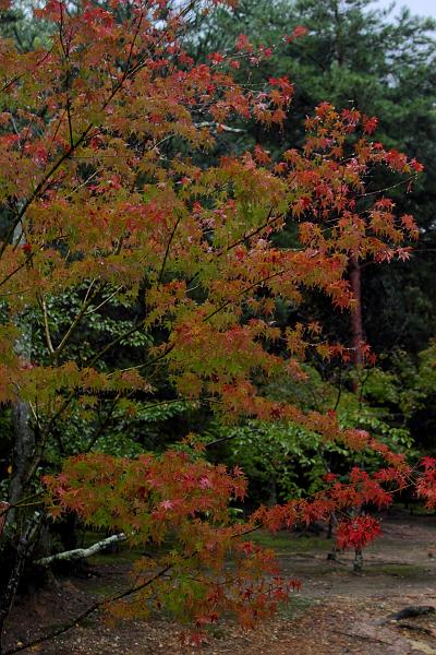 japan0078.JPG - Ninna-ji Temple