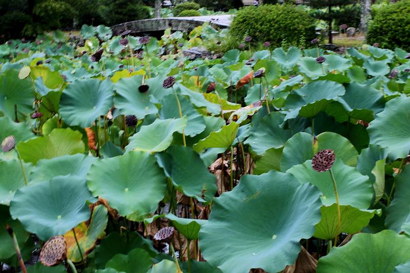 japan0087.JPG - Pond on the way to the Tenryu-ji Temple