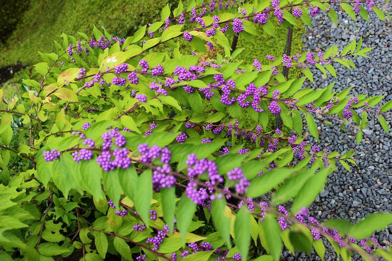 japan0156.JPG - Eikando Zenrinji Temple