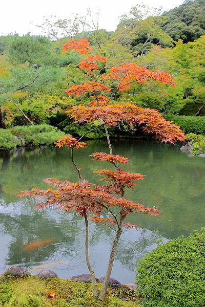 japan0166.JPG - Eikando Zenrinji Temple