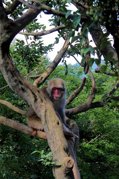 japan0224.JPG - Japanese Macaques at Arashiyama "Monkey Park" Iwatayama