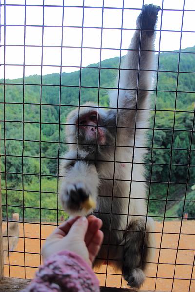 japan0226.JPG - Japanese Macaques at Arashiyama "Monkey Park" Iwatayama