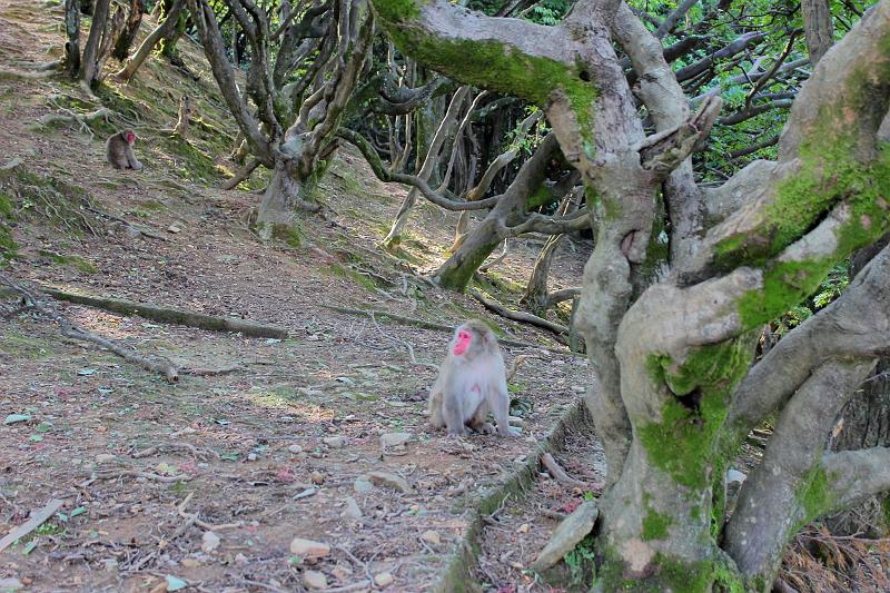 japan0227.JPG - Japanese Macaques at Arashiyama "Monkey Park" Iwatayama