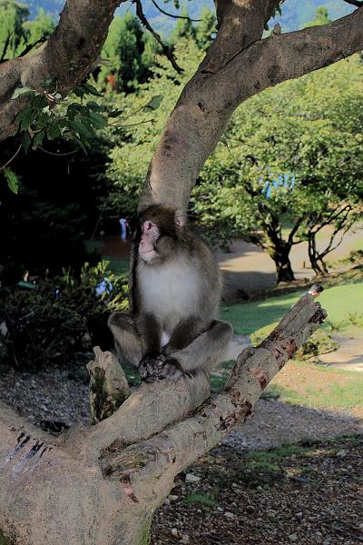 japan0231.JPG - Japanese Macaques at Arashiyama "Monkey Park" Iwatayama