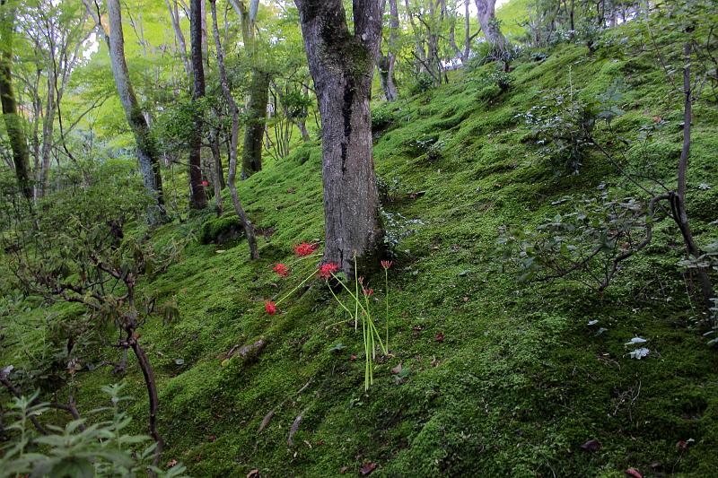japan0247.JPG - Moss in Jojakko-ji Temple in Arashiyama