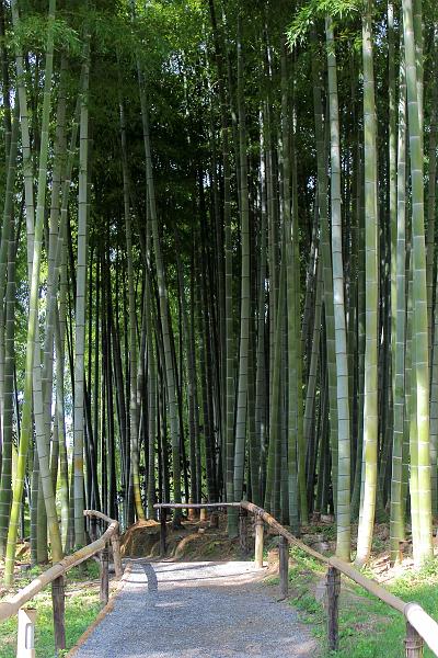 japan0580.JPG - Bamboo grove in the Kodaiji Temple