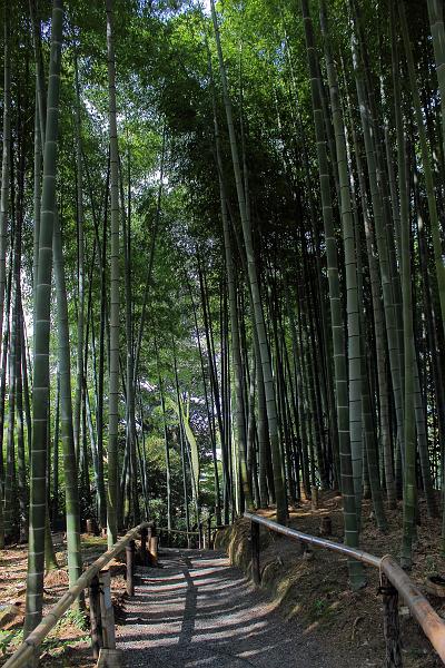 japan0581.JPG - Bamboo grove in the Kodaiji Temple