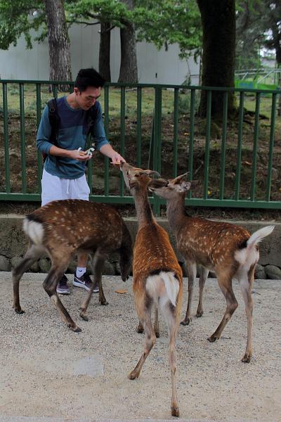 japan0333.JPG - Nara Park