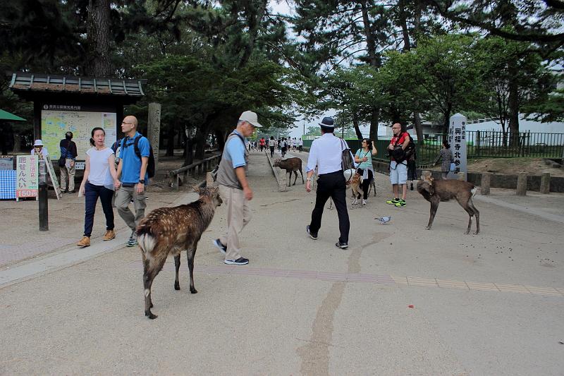 japan0335.JPG - Nara Park