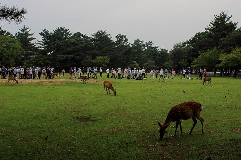 japan0339.JPG - Nara Park