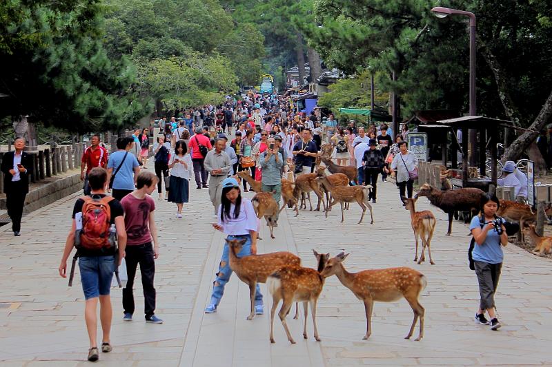 japan0363.JPG - People and deers going to Tōdai-ji