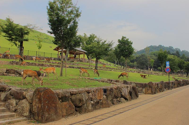 japan0377.JPG - Wakakusayama Hill