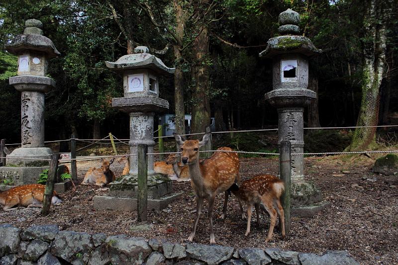 japan0383.JPG - Deers looking at Kasuga-taisha Grand Shrine