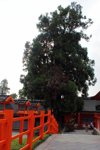 japan0395.JPG - A Japanese cedar estimated to be over 1000 years old in Kasuga-taisha Grand Shrine