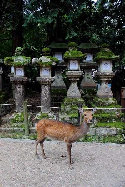 japan0398.JPG - A deer looking at Kasuga-taisha Grand Shrine
