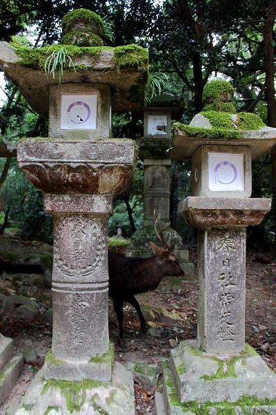 japan0400.JPG - Kasuga-taisha Grand Shrine