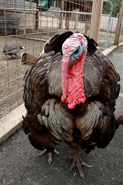 geor3651.JPG - Zoo in Saratoga Springs