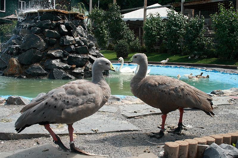 geor3654.JPG - Zoo in Saratoga Springs