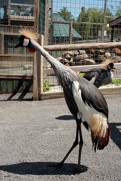 geor3656.JPG - Zoo in Saratoga Springs