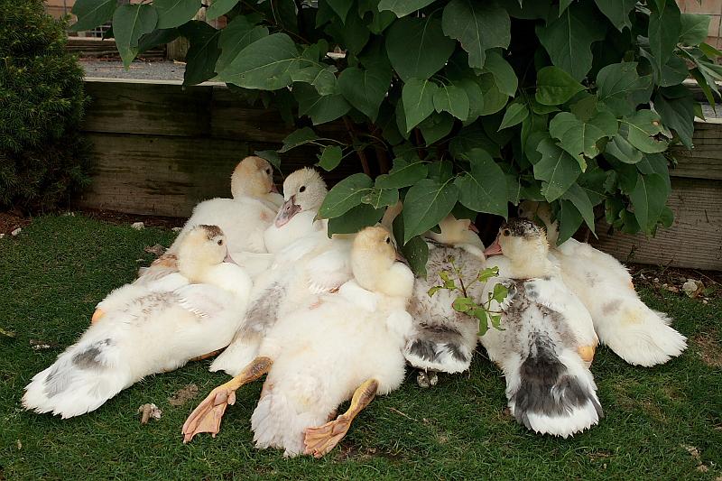 geor3659.JPG - Zoo in Saratoga Springs