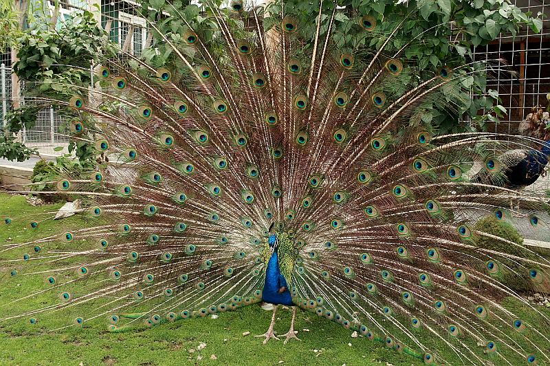 geor3660.JPG - Zoo in Saratoga Springs