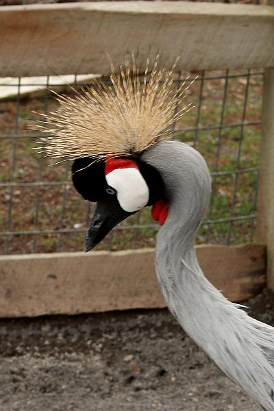 geor3661.JPG - Zoo in Saratoga Springs