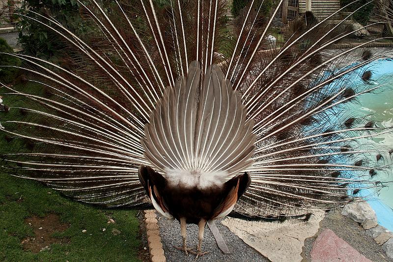 geor3662.JPG - Zoo in Saratoga Springs