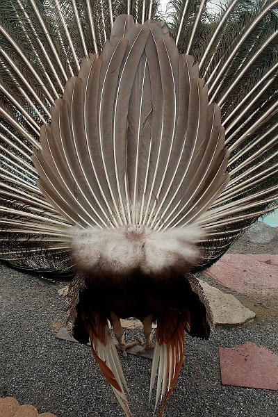 geor3663.JPG - Zoo in Saratoga Springs