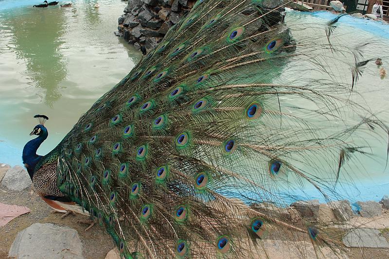 geor3664.JPG - Zoo in Saratoga Springs