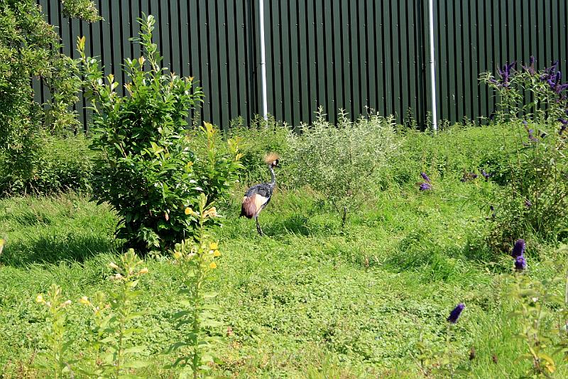 nederland7264.JPG - Avifauna Bird Park, Alphen aan den Rijn