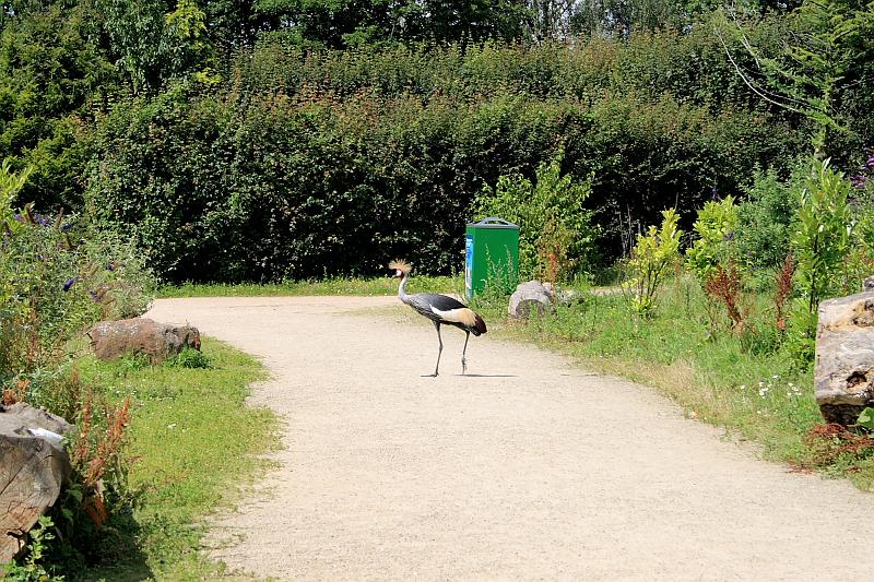 nederland7265.JPG - Avifauna Bird Park, Alphen aan den Rijn