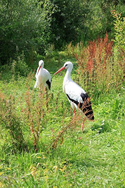 nederland7266.JPG - Avifauna Bird Park, Alphen aan den Rijn