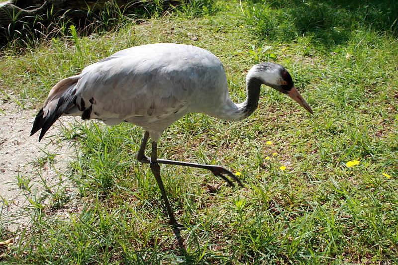 nederland7267.JPG - Avifauna Bird Park, Alphen aan den Rijn