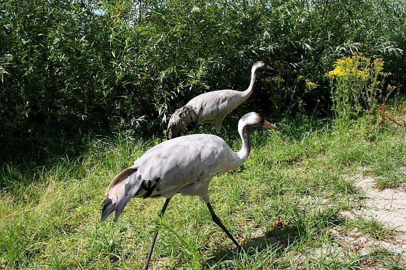 nederland7268.JPG - Avifauna Bird Park, Alphen aan den Rijn