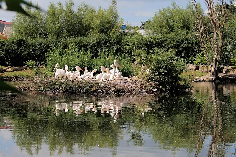 nederland7269.JPG - Avifauna Bird Park, Alphen aan den Rijn