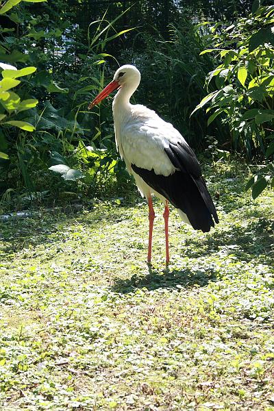 nederland7270.JPG - Avifauna Bird Park, Alphen aan den Rijn