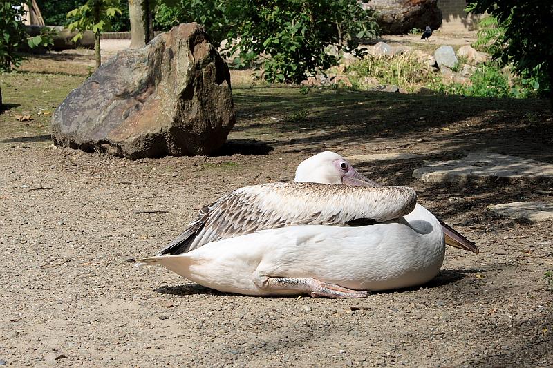 nederland7271.JPG - Avifauna Bird Park, Alphen aan den Rijn